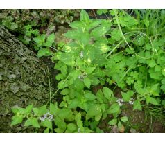 Zázvorová máta (Mentha piperita x)