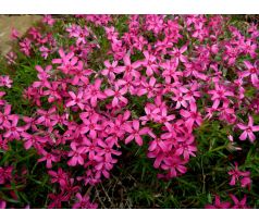 Skalkový floxík 14 (Phlox subulata)