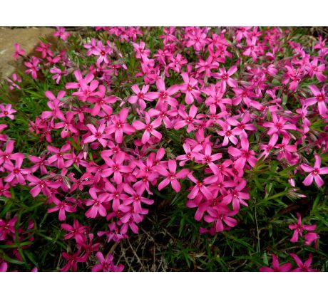 Skalkový floxík 14 (Phlox subulata)