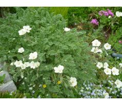 Pumpava zlatá (Erodium chrysanthum)