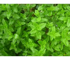 Máta "Marokko" (Mentha spicata)