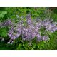 Hosta 2