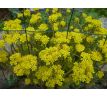Sedum 15 (Sedum forsterianum)