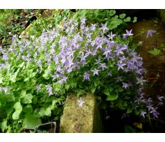 Zvonek Poscharkův (Campanula poscharskyana)