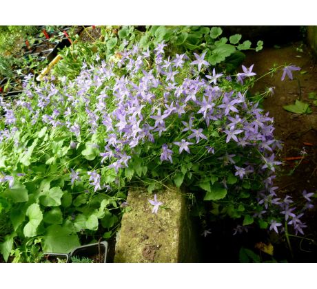 Zvonek Poscharkův (Campanula poscharskyana)