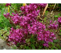 Sedum 2