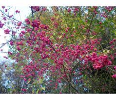 Brslen evropský(Euonymus europaeus)