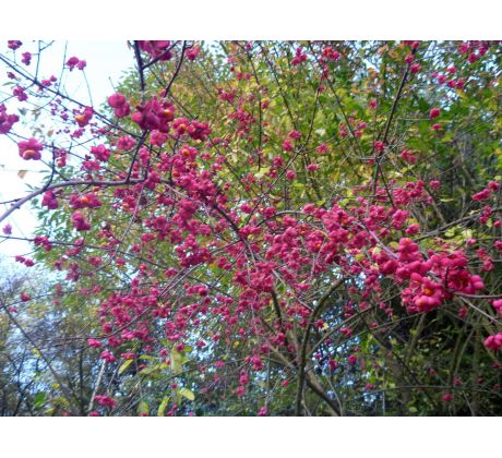 Brslen evropský(Euonymus europaeus)