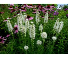 Šuškarda bílá (Liatris spicata)