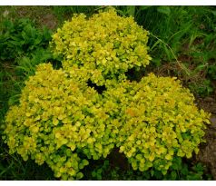 Nízký Dřišťál (Berberis "Tiny Gold')