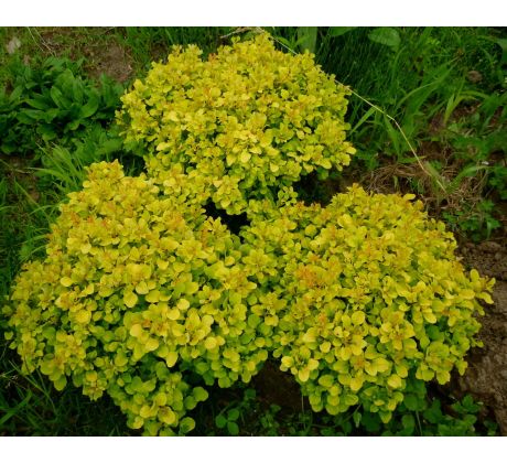 Nízký Dřišťál (Berberis "Tiny Gold')