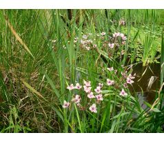 Šmel okoličnatý (Butomus umbellatus)