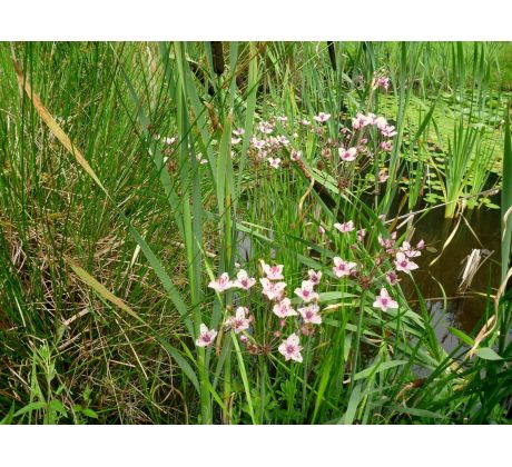 Šmel okoličnatý (Butomus umbellatus)