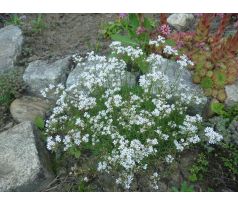 Šater skalní (Gypsophylla petreae)