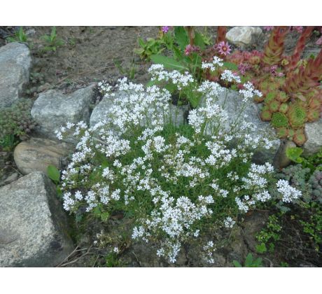 Šater skalní (Gypsophylla petreae)