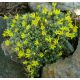 Drnečka (Douglasia vitaliana)