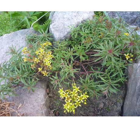 Sedum 17 (Sedum middedorfianum)