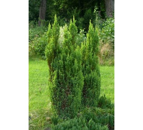 Cypřišek(Chamaecyparis lawsoniana)