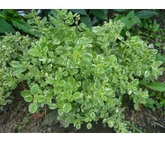 Dobromysl (Origanum vulgare " Country Cream")