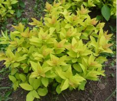 Tavolník zlatý (Spiraea japonica " Aurea ")