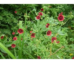 Mochna červená (Potentilla thurberi)