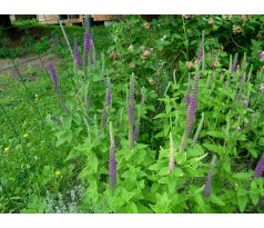 Ožanka (Teucrium x halacsyanum)