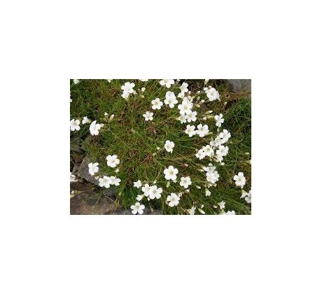 Kuřička šídlolistá (Minuartia laricifolia)