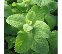 Jablečná Máta (Mentha rotundifolia)