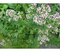 Máta banánová (Mentha arvensis)