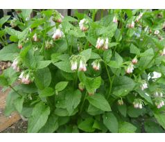 Kostival s bílým květem (Symphytum officinale)