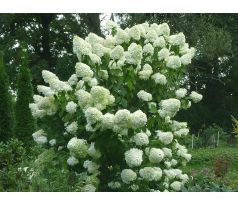 Hortenzie "Lime Light" (Hydrangea paniculata)