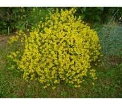 Kručinka(Genista lydia)