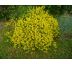 Kručinka(Genista lydia)