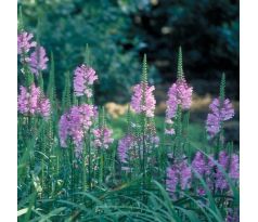 Řetězovka růžová (Physostegia virginiana)
