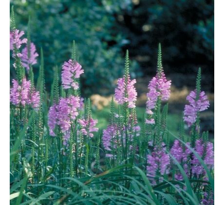 Řetězovka růžová (Physostegia virginiana)