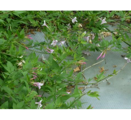 Růžový Jasmín (Jasminum beesianum )