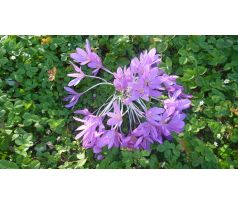 Ocún (Colchicum autumnale)