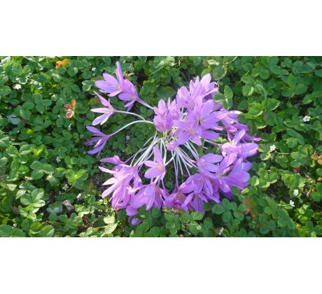 Ocún (Colchicum autumnale)