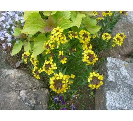 Skalkový Trýzel (Erisymum "Goldstaub")