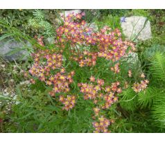 Červený lomikámen(Saxifraga paniculata)