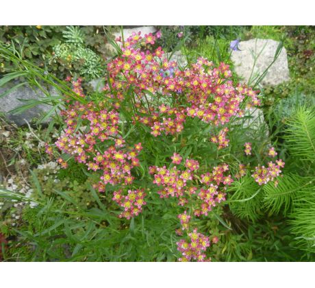 Červený lomikámen(Saxifraga paniculata)