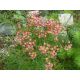 Červený lomikámen(Saxifraga paniculata)