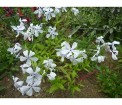 Nízký Floxík 16 (Phlox stolonifera)