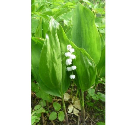 Konvalinky(Convalaria majalis)