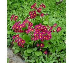 Zahradní petrklíč (Primula vulgaris)