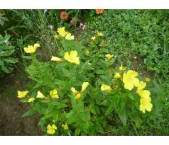 Pupalka křovitá (Oenothera fruticosa)