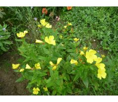 Pupalka křovitá (Oenothera fruticosa)