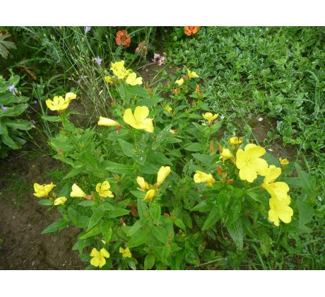 Pupalka křovitá (Oenothera fruticosa)