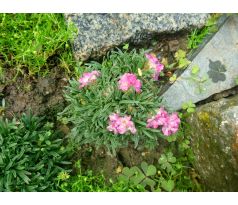 Malá trávnička(Armeria maritima"Little Penny")