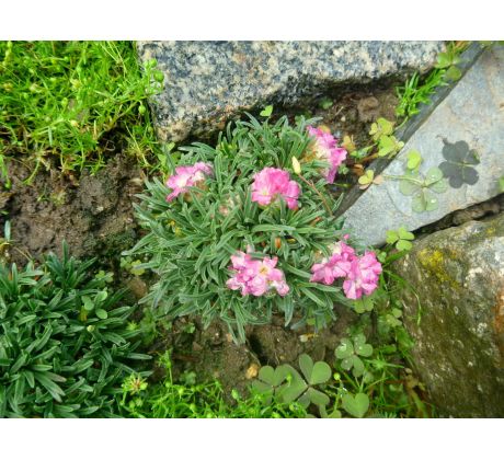 Malá trávnička(Armeria maritima"Little Penny")